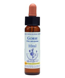 Gorse – 10 ML